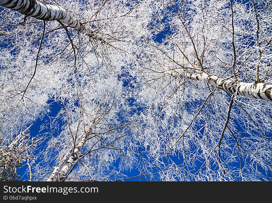 Winter landscape with the forest covered with snow against the blue sky