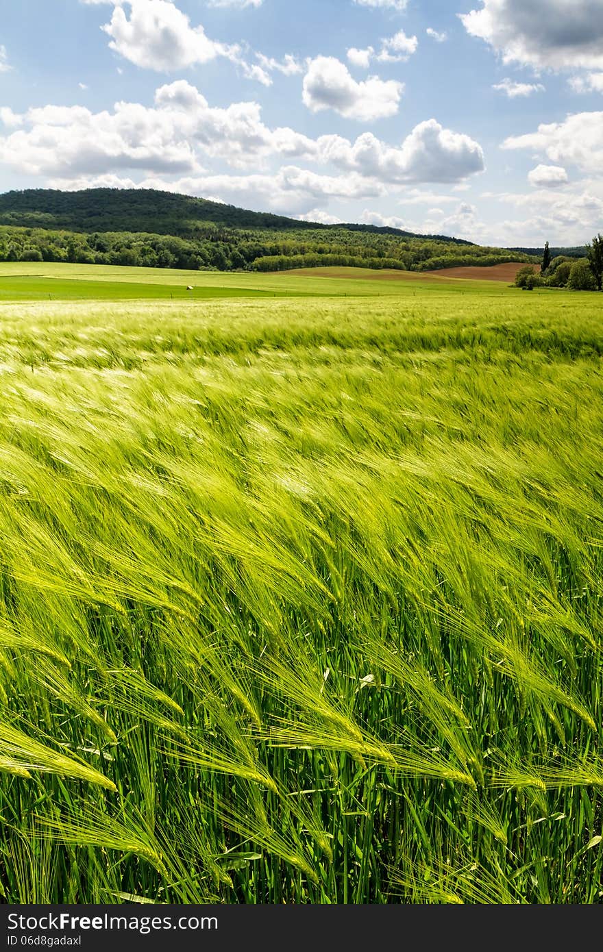 Cereal field in a sunny,windy day