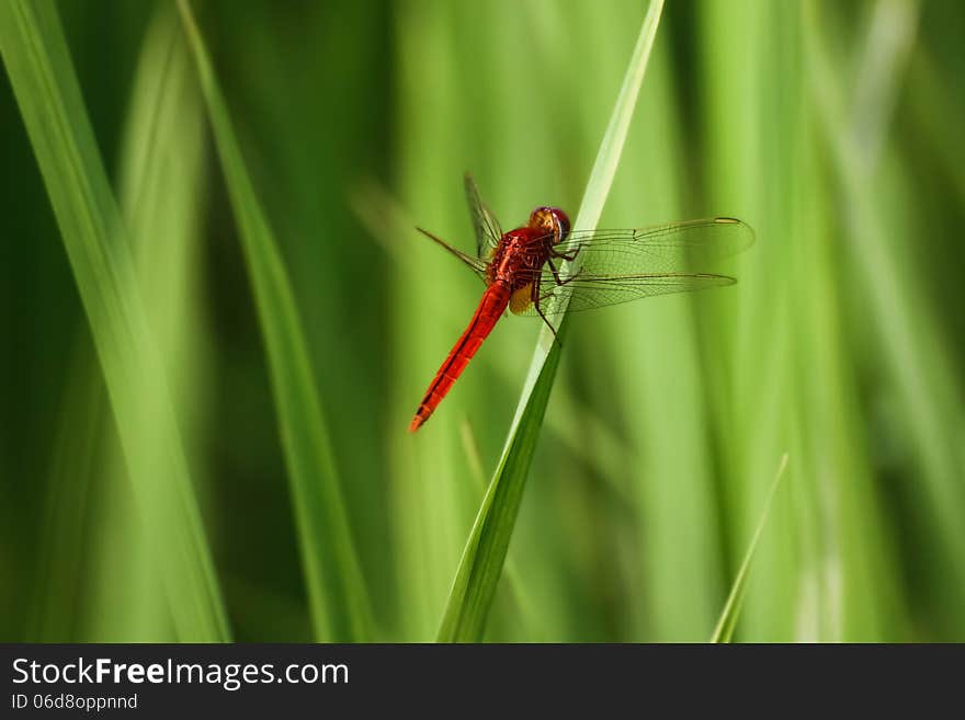 A Red dragonfly in a rice field in Lao.