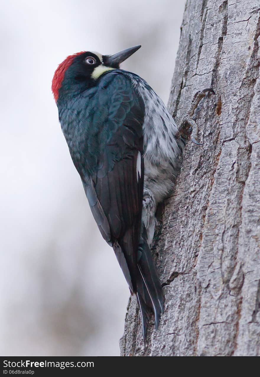 Acorn Woodpecker