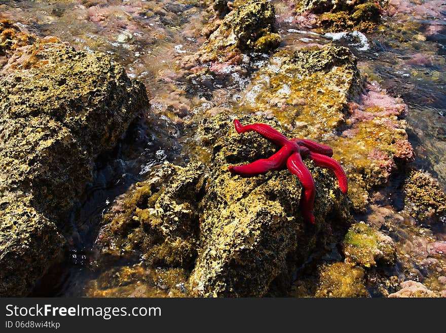 Starfish