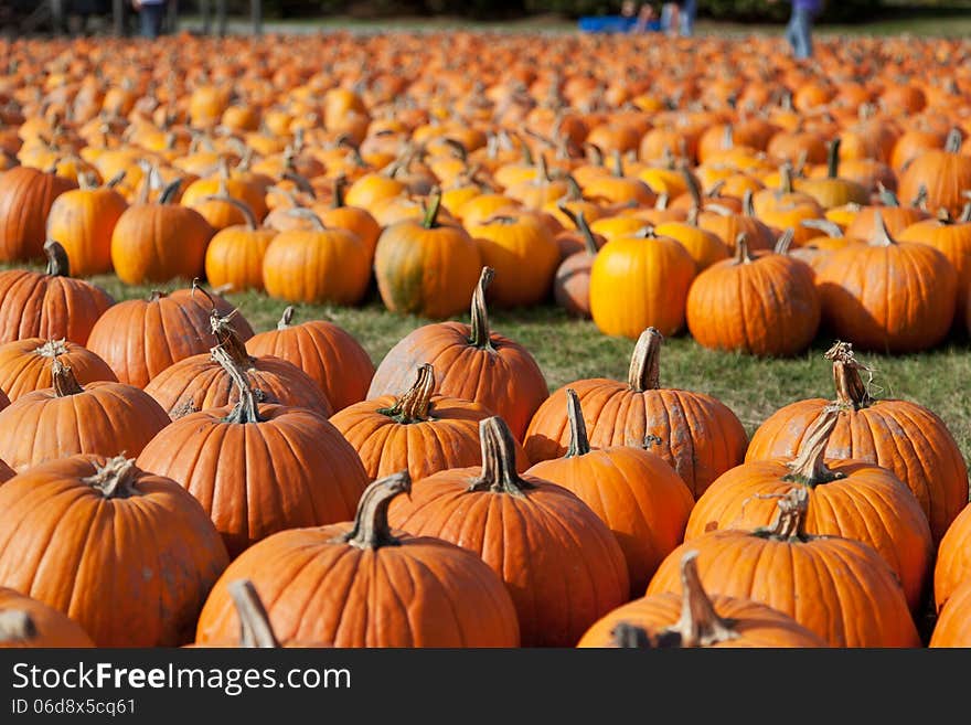 Pumpkins stacked in rows and waiting for families to choose them for carving on Halloween. Pumpkins stacked in rows and waiting for families to choose them for carving on Halloween