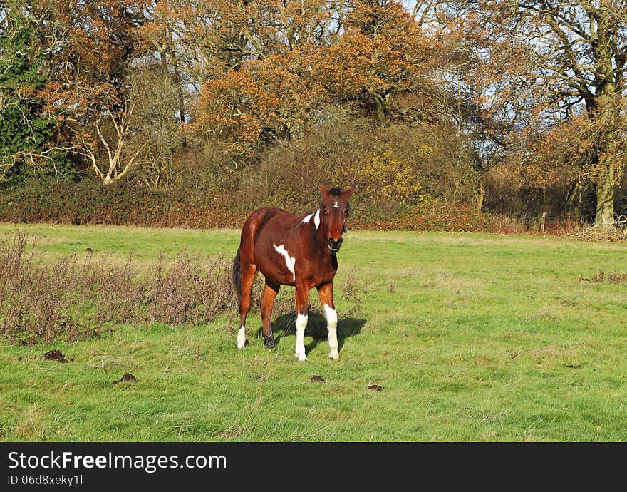 A Foal in an english meadow