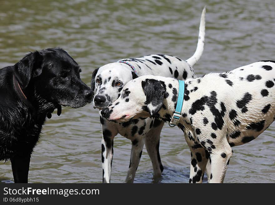 Three Dogs, Two Dalmatians And Black Labrador