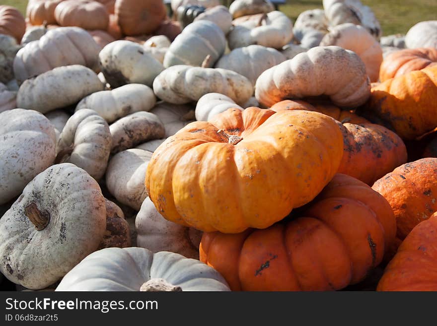 Assorted red and orange gourds are stacked in a farmers wagon. Assorted red and orange gourds are stacked in a farmers wagon