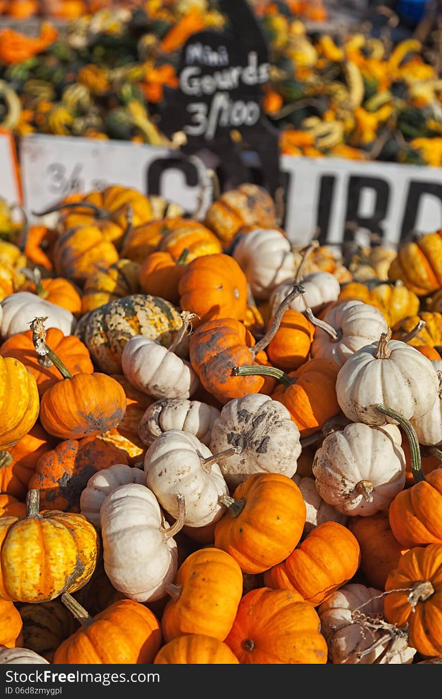 A large number of mini-gourds are stacked in a farmers wagon for the halloween season. various squash and gourds are in the background. A large number of mini-gourds are stacked in a farmers wagon for the halloween season. various squash and gourds are in the background