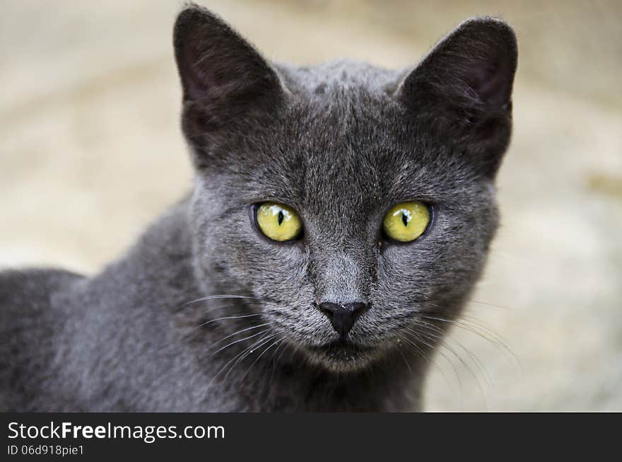 Grey Beautiful Cat With Yellow Eyes