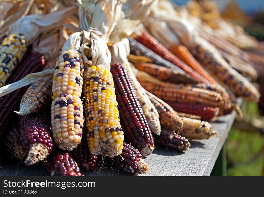 The annual autumn harvest reaps rewards with this wagon load of colorful indian corn. The annual autumn harvest reaps rewards with this wagon load of colorful indian corn