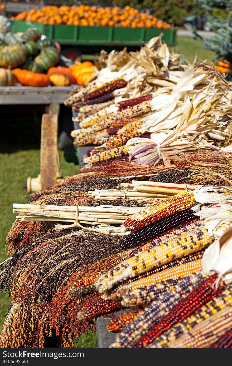 Dried Indian Corn On Display On A Farm