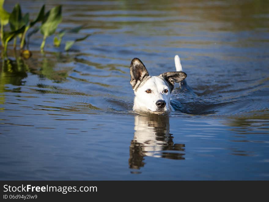 Mixed breed dog swims in the lake