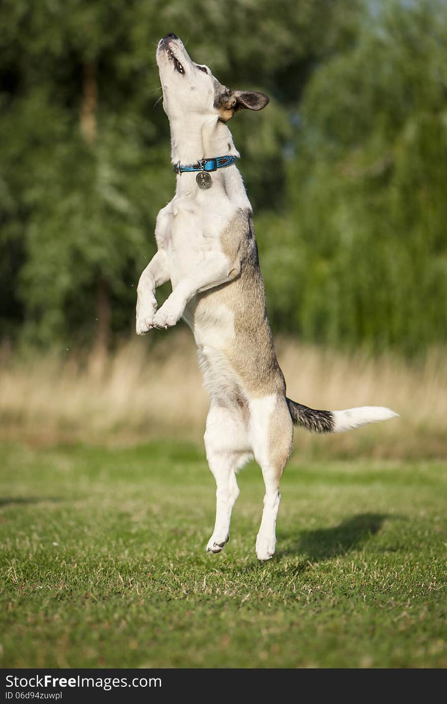 Mixed Breed White Dog Jumping High On The Meadow. Mixed Breed White Dog Jumping High On The Meadow