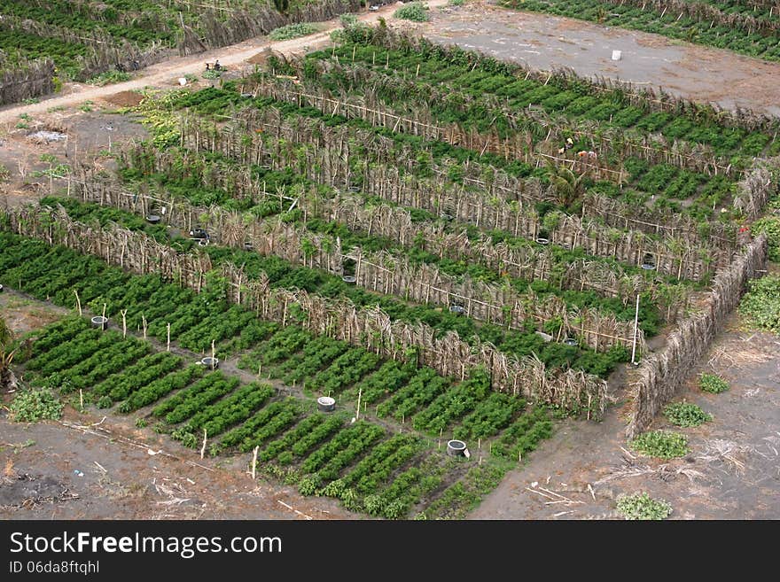 Chilli fields