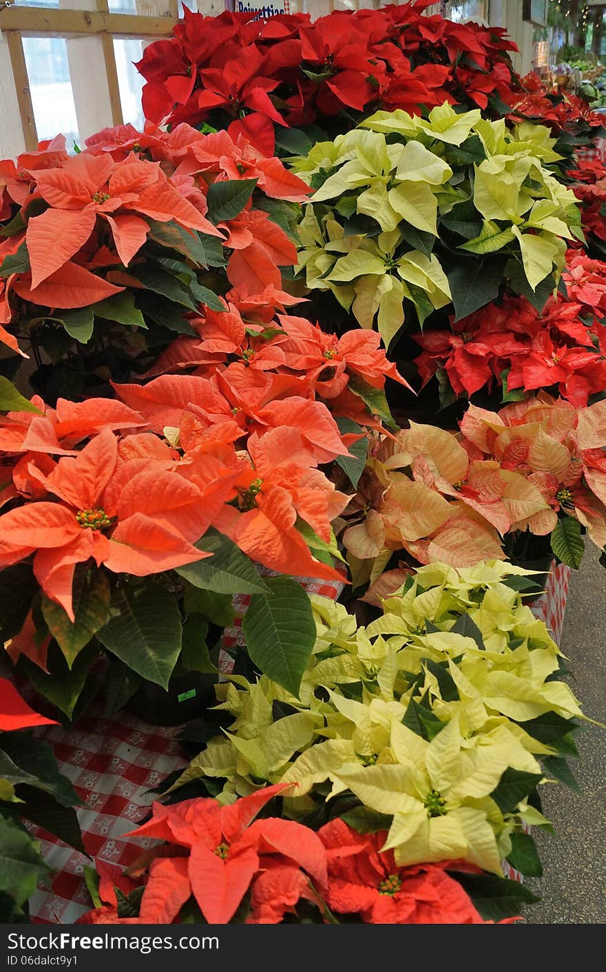 Christmas Poinsettia Plants For Sale