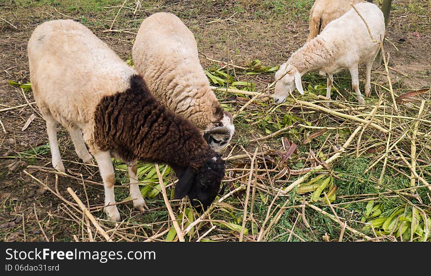 The flock of sheep is eating Leucaena leucocephala. The flock of sheep is eating Leucaena leucocephala