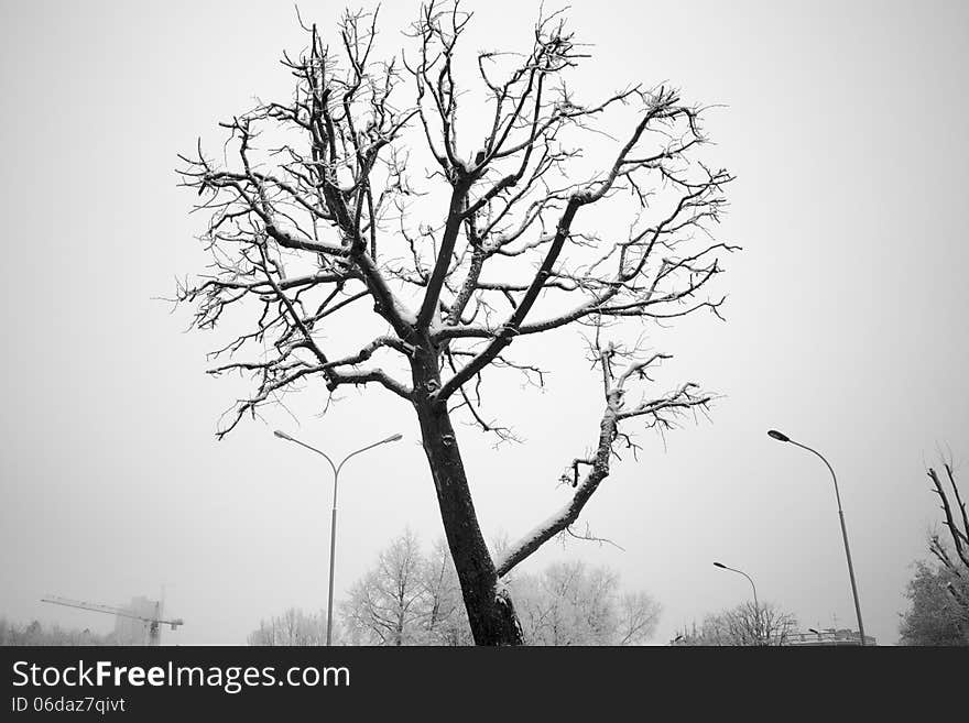 Bare winter tree covered by snow