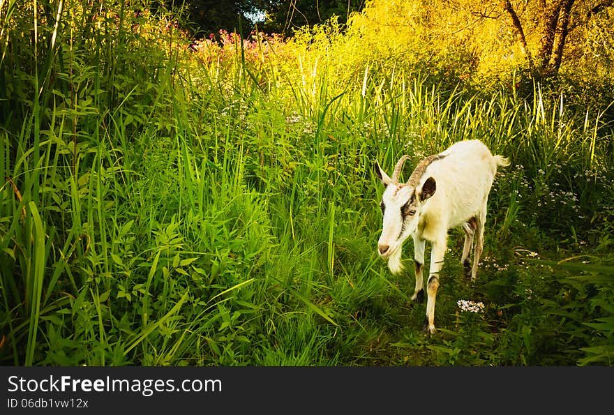 White Goat goes across the green meadow