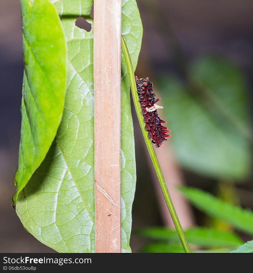 Common rose caterpillar