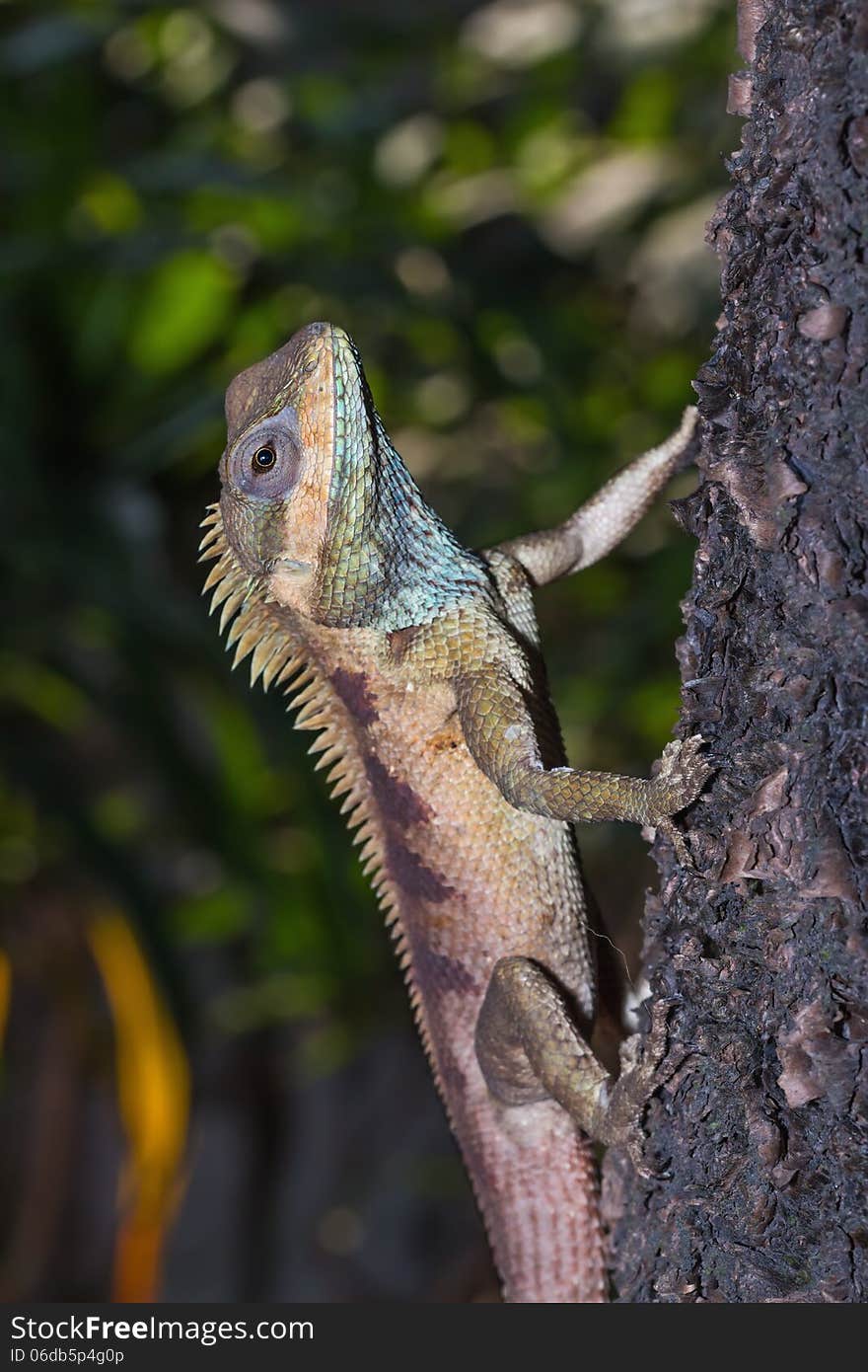 Close up of blue-crested (Calotes mystaceus) lizard on the tree, Thailand