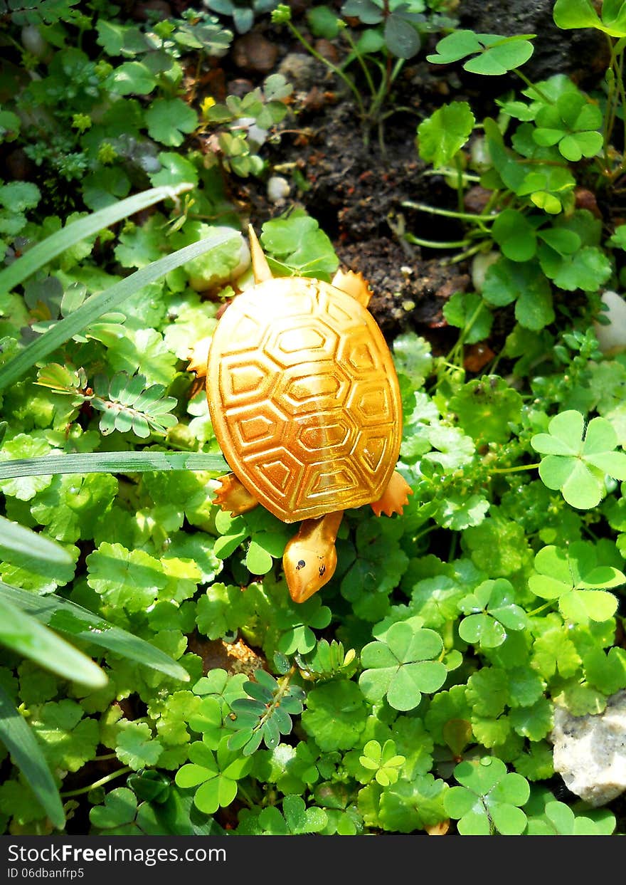 High angle gold colour turtle on the grass with sunlight