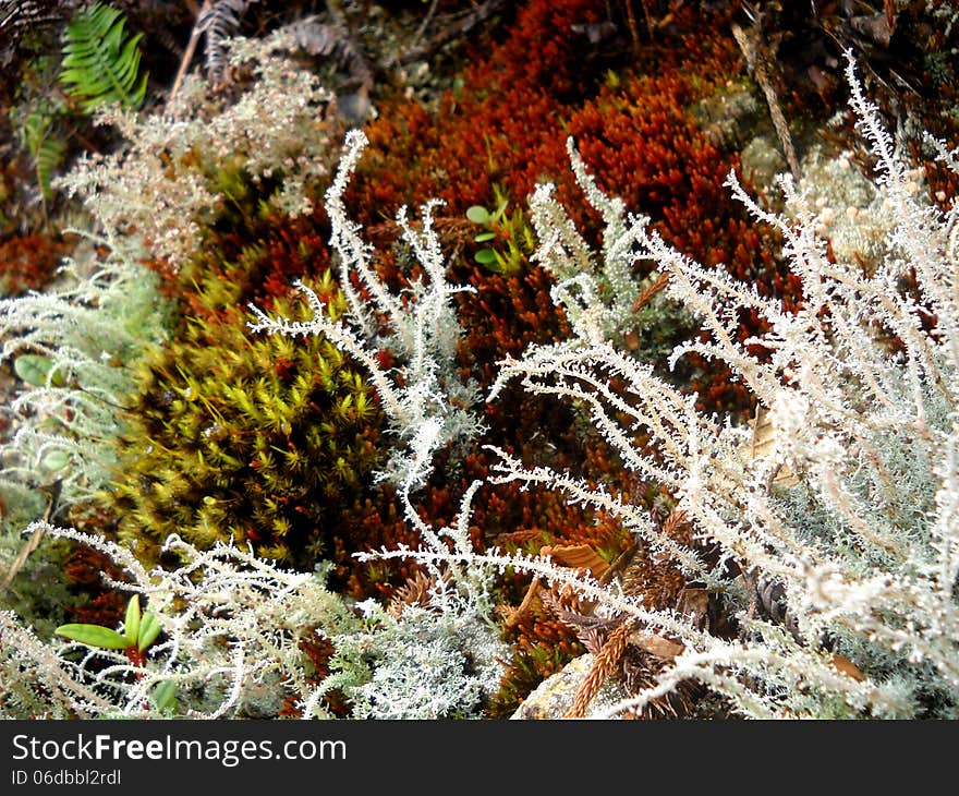 White, green, red fern in forest Kota Kinabaru Sabah Malaysia