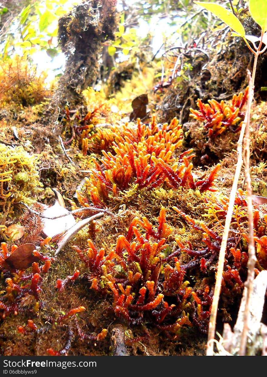 Red Fern In Forest