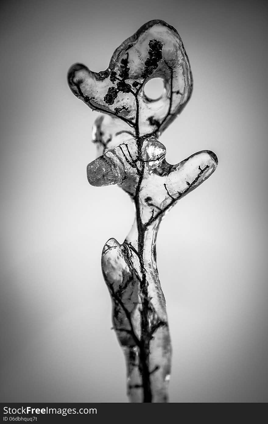 A frozen tree branch on a radial gradient black and white background. Ice is all over the branch covering it from top to bottom. A frozen tree branch on a radial gradient black and white background. Ice is all over the branch covering it from top to bottom