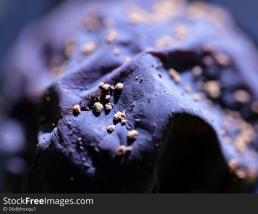 Closeup Macro surface of a purple dehydrated plum. Closeup Macro surface of a purple dehydrated plum