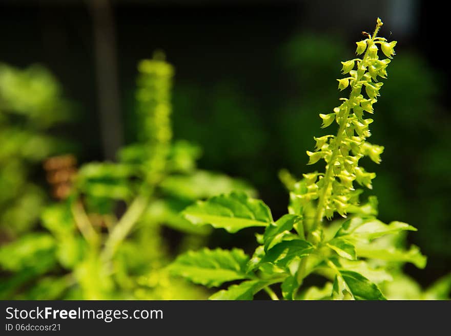 Holy Basil Flower