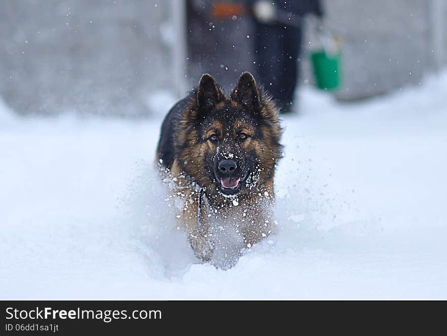 Running dog on the snow