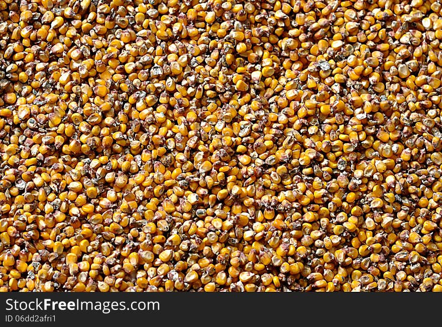 Corn seeds texture