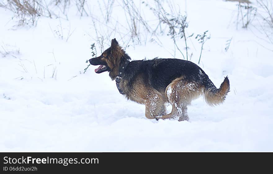 Running dog on the snow