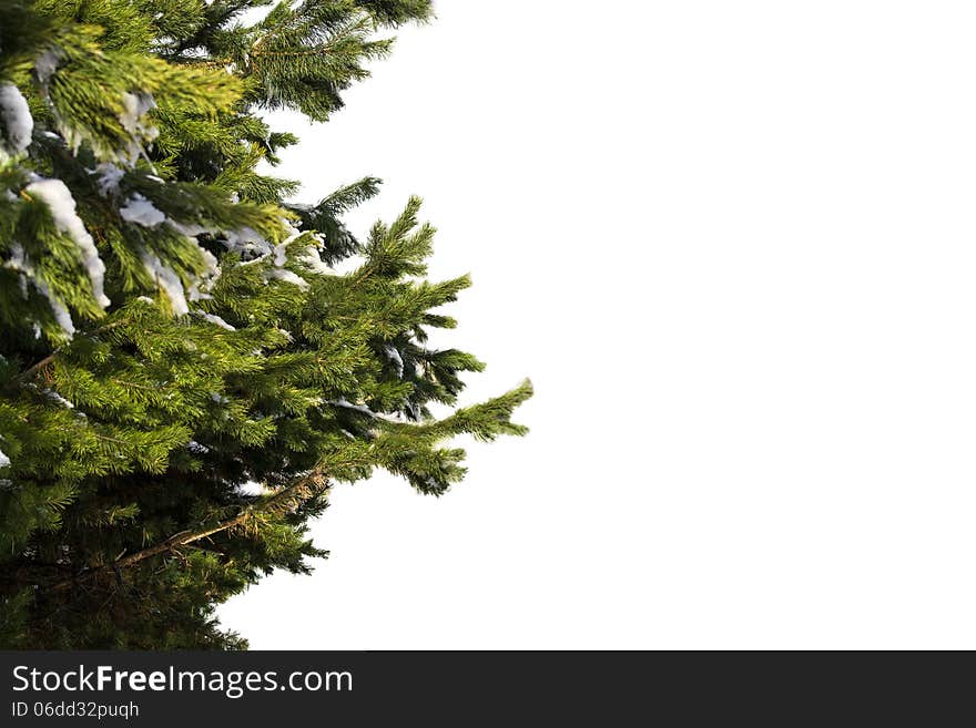 Fir-tree on a white background.