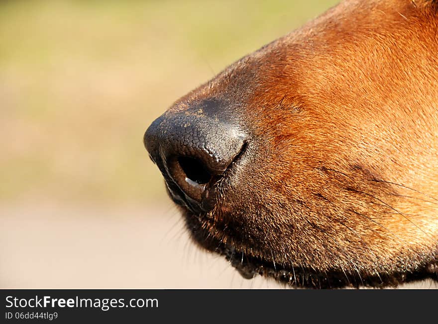 Dog Nose isolated on neutral background