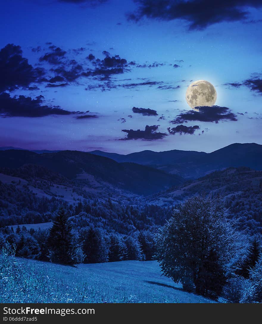 Coniferous forest on a steep mountain slope at night. Coniferous forest on a steep mountain slope at night