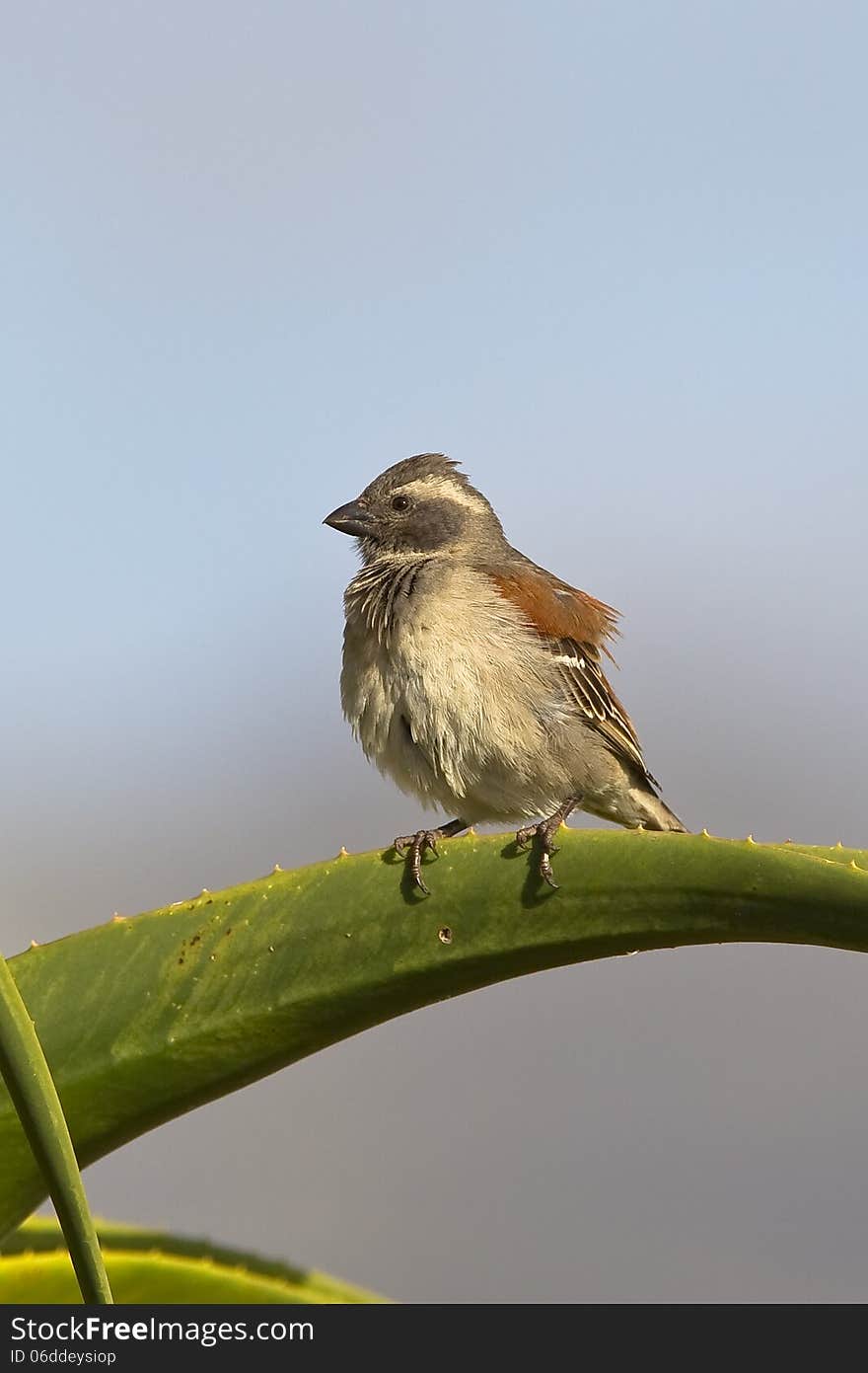 Female Cape Sparrow