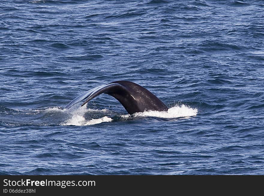 Southern right whale (Eubalaena australis) breaching. Southern right whale (Eubalaena australis) breaching