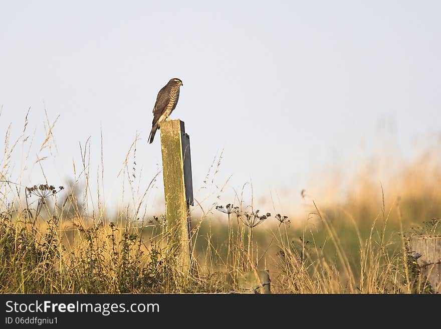 Eurasian Sparrowhawk