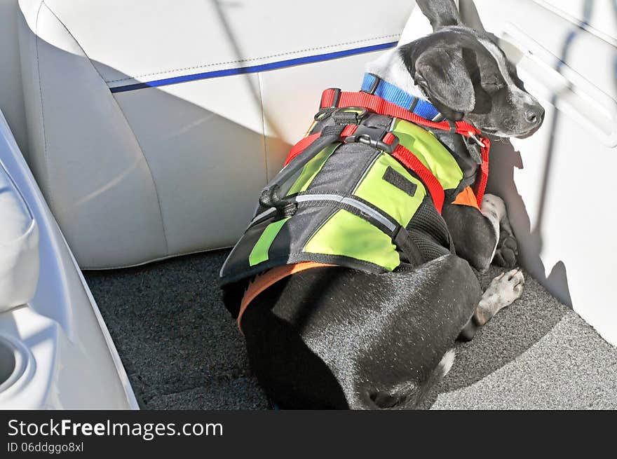 This sleeping American Rat Terrier is wearing a life jacket while taking a nap at the stern of our boat. When the boat is under way, a leash is attached to the harness. This sleeping American Rat Terrier is wearing a life jacket while taking a nap at the stern of our boat. When the boat is under way, a leash is attached to the harness.