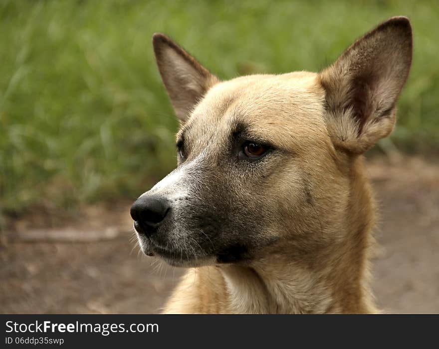 This is the face in the portrait of mongrel in Central Aceh region. This is the face in the portrait of mongrel in Central Aceh region