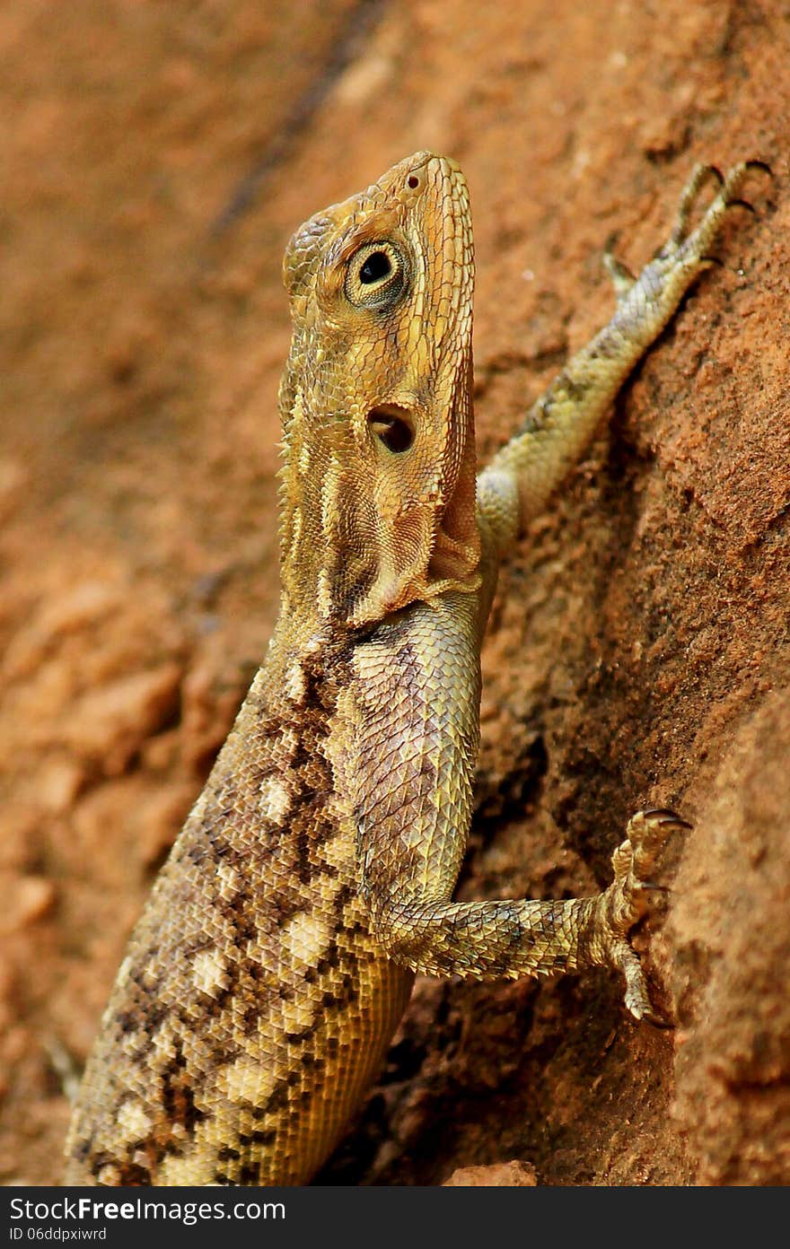 Closeup of a lizard resting on a rock against in Tsavo park, Kenya. Closeup of a lizard resting on a rock against in Tsavo park, Kenya