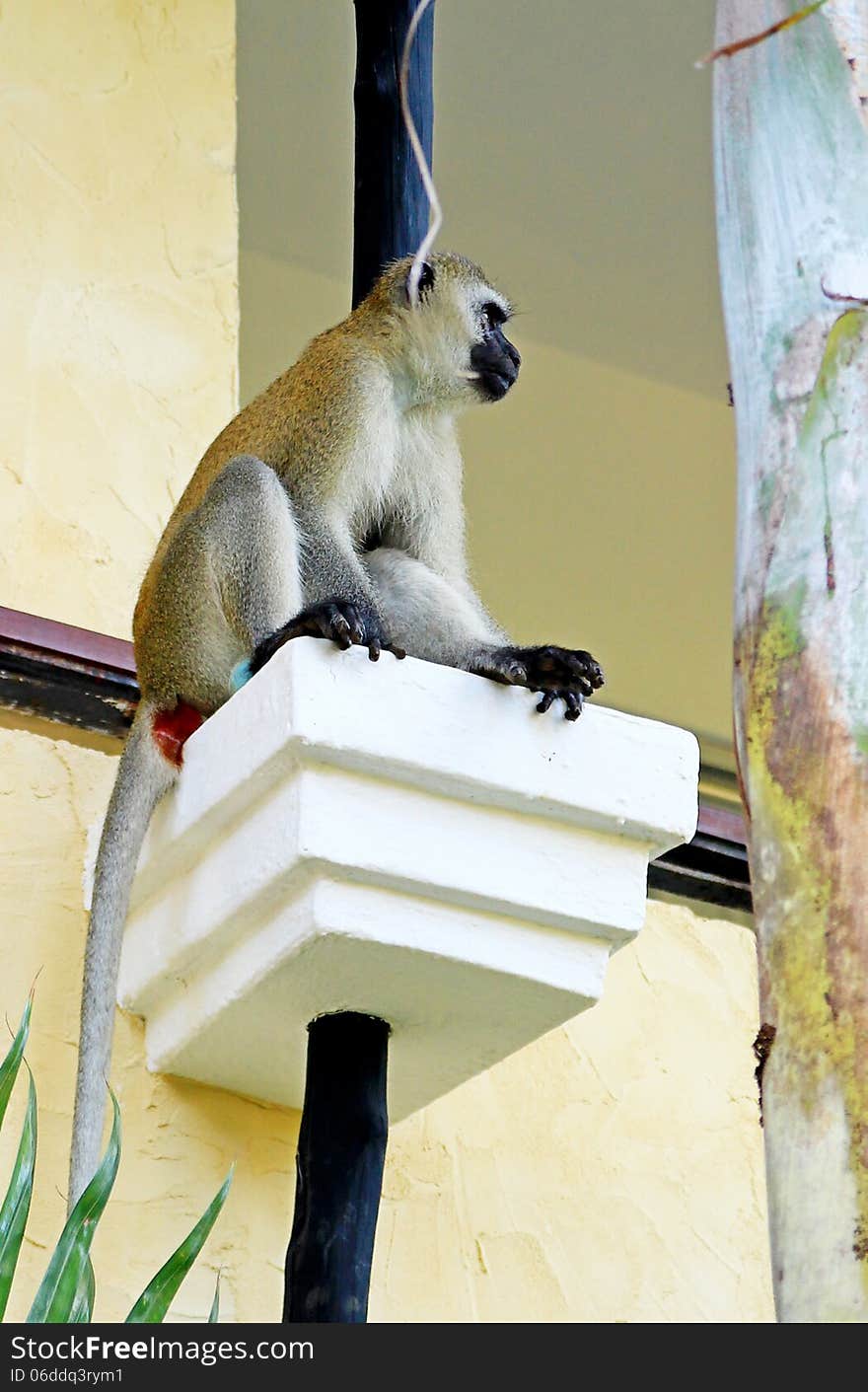 African baboon on hotels balcony in Kenya