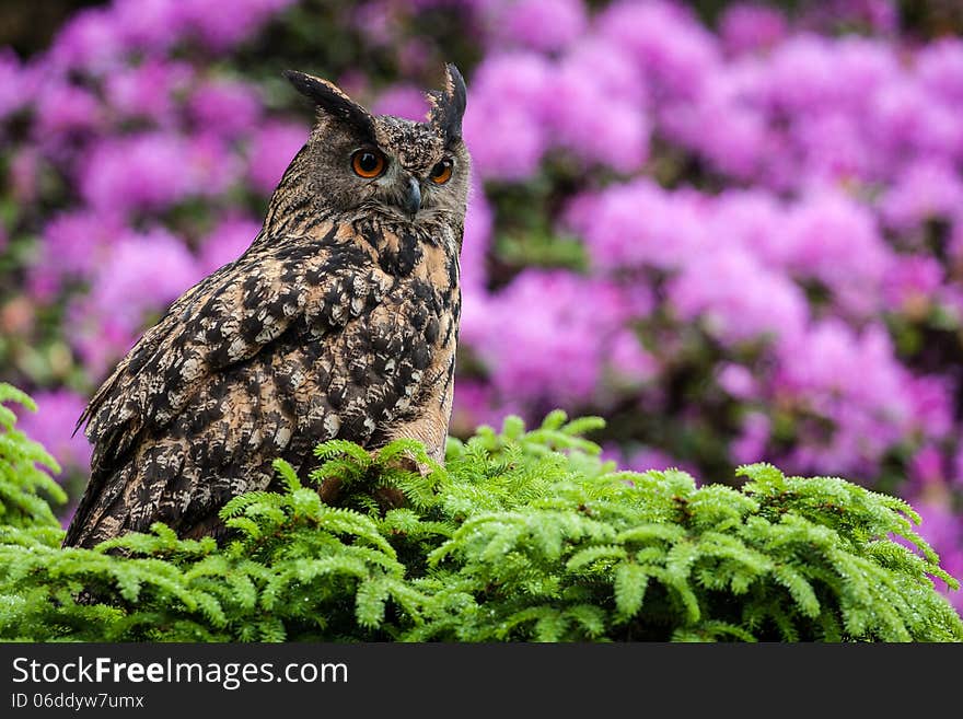 Eagle owl on the tree