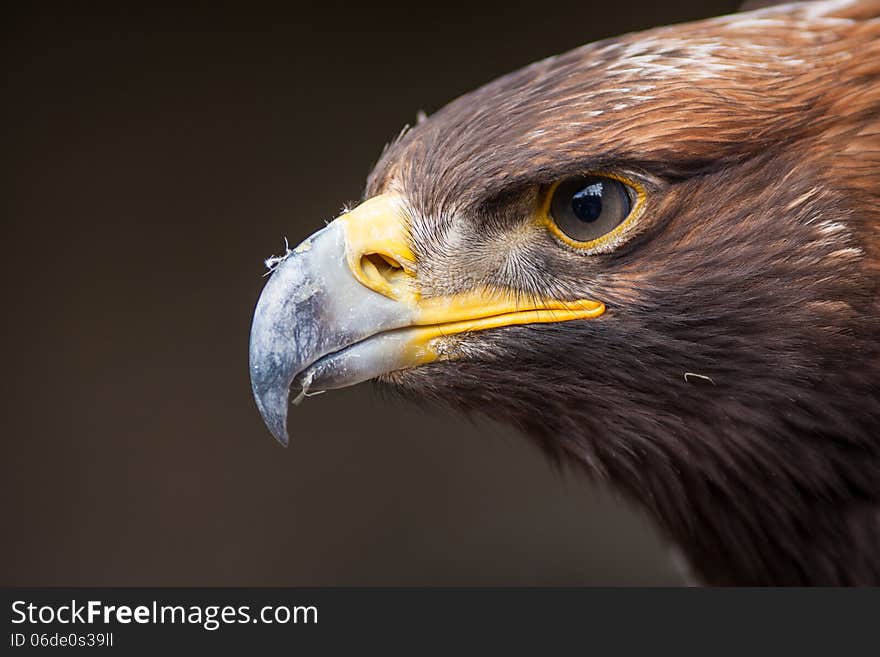 Portrait Of An Eagle