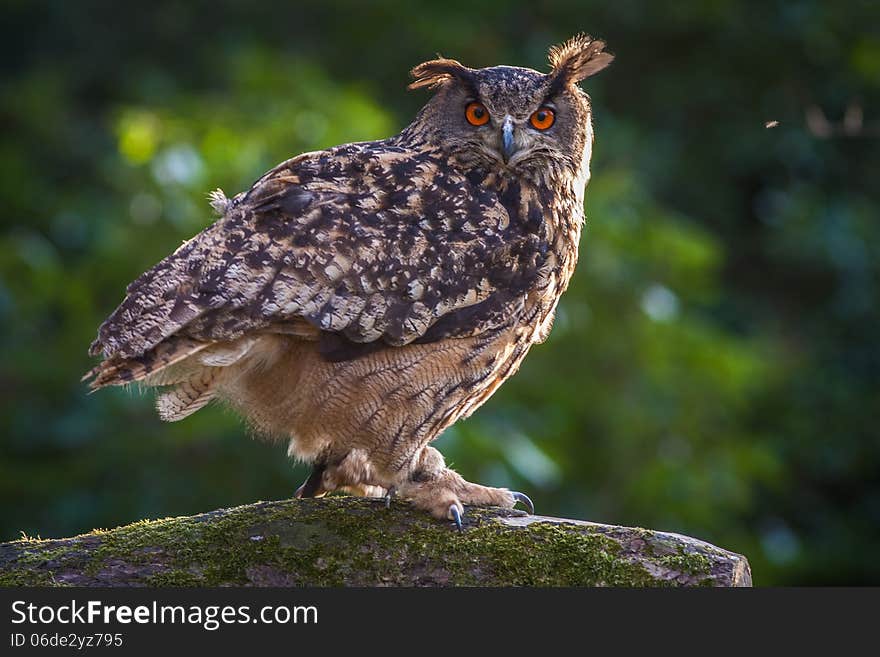 Eagle owl on the tree