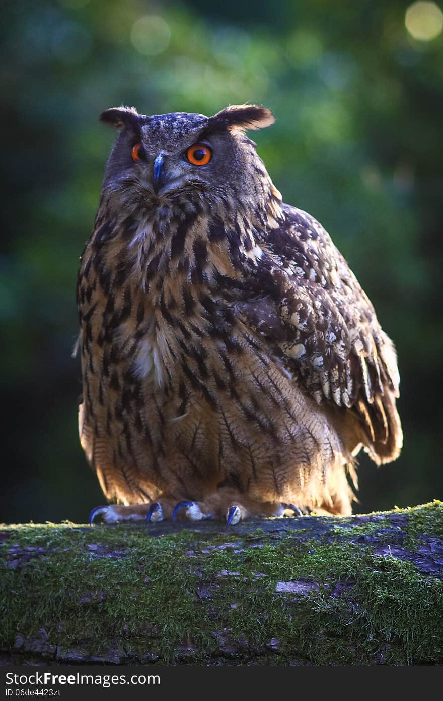 Eagle owl on the tree