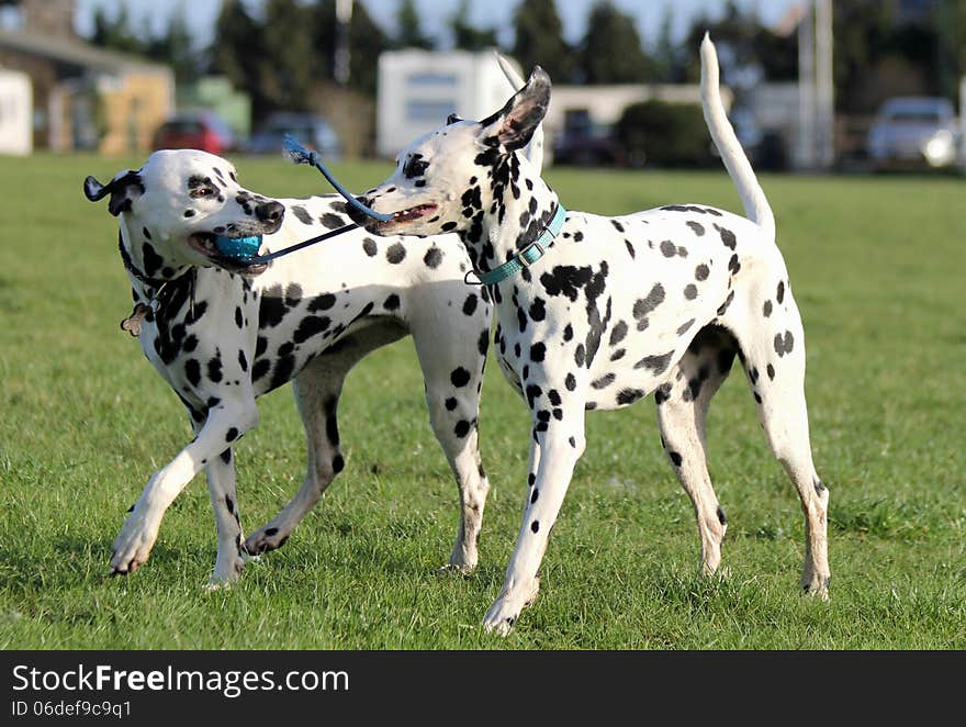 Two Dalmatians playing with rope toy