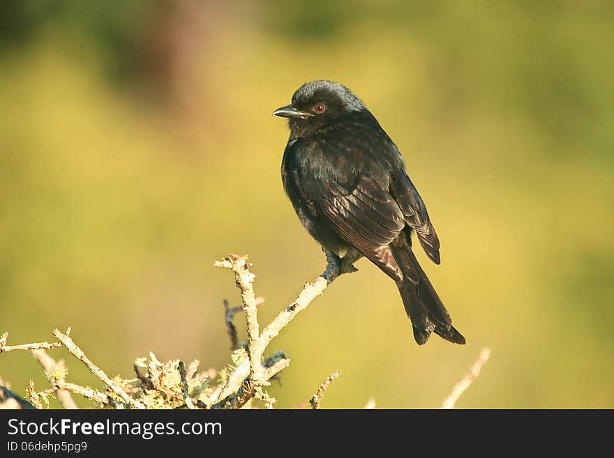 A black Fork-tailed Drongo ( Dicrurus adsimilis ) sitting on a branch against a hazy green background.