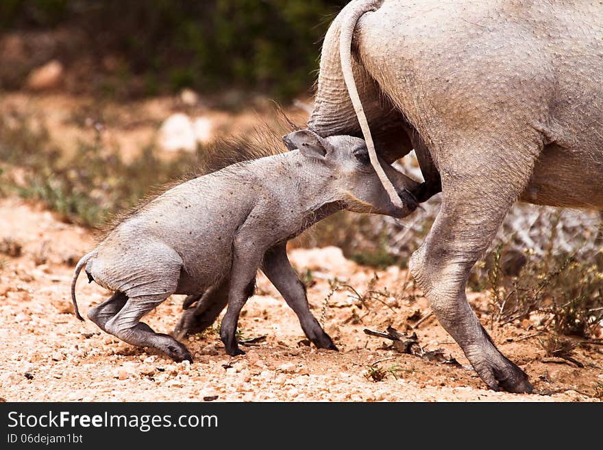 Baby warthog suckling