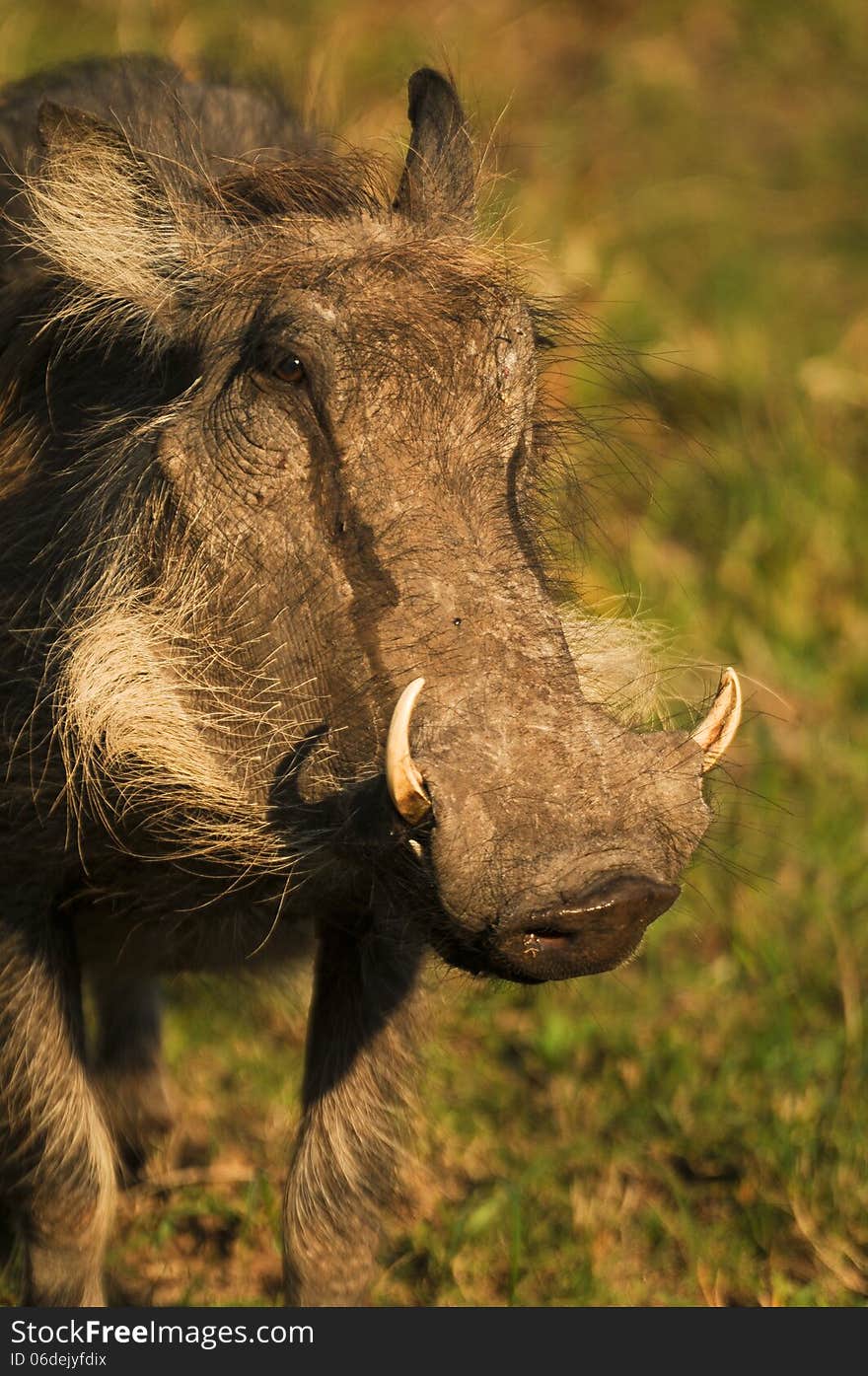 A close-up of a large male warthog ( Phacochoerus africanus ) with impressive tusks in South Africa.