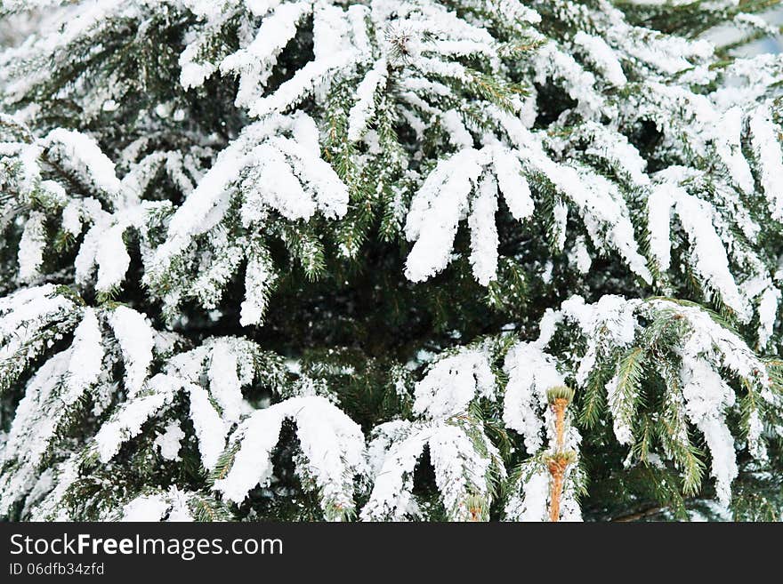 Fir christmas tree covered with snow outside. Fir christmas tree covered with snow outside